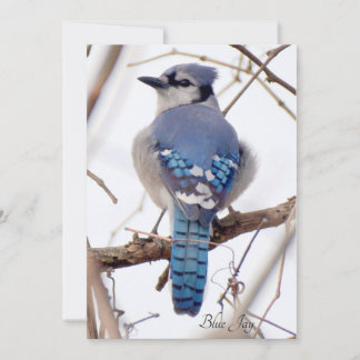 Blue Jayフラットカード