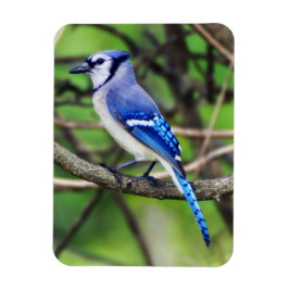 Blue Jayマグネット マグネット