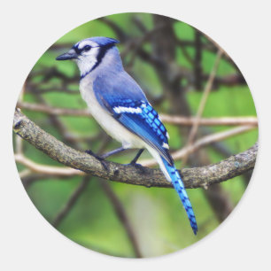 Blue Jayラウンドステッカー ラウンドシール
