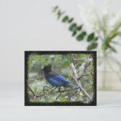 Blue Jay – はがき (スタンド正面)