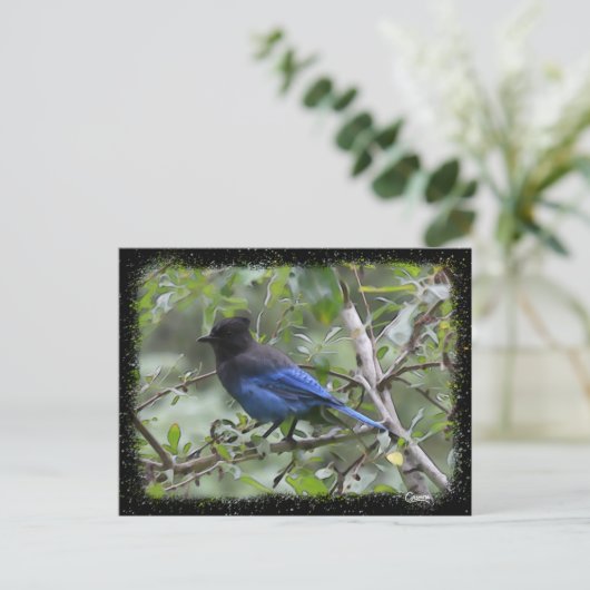 Blue Jay – はがき (スタンド正面)