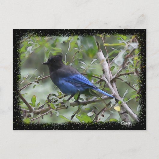 Blue Jay – はがき (正面)