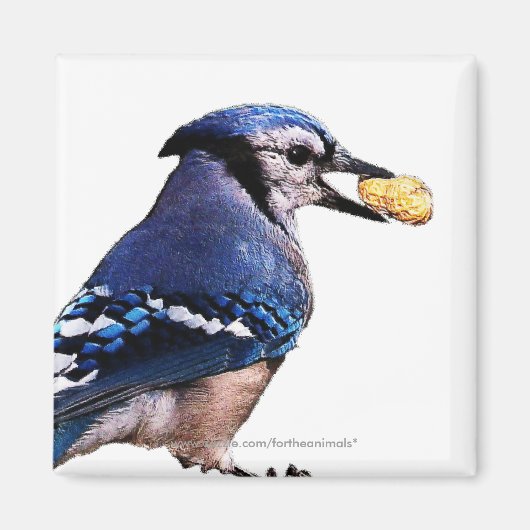 Blue-Jay – マグネット (正面)