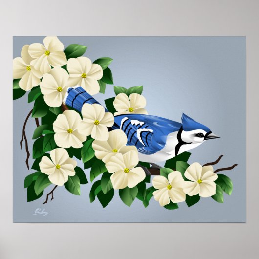 Blue Jay Among Dogwood Flower ポスター (正面)