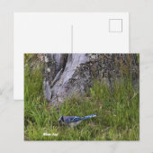 Blue Jay Birdフォトポストカード ポストカード (正面/裏面)