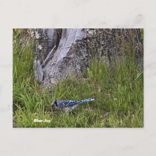 Blue Jay Birdフォトポストカード ポストカード (正面)