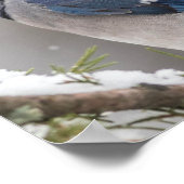 Blue Jay Birdポスター ポスター (角)