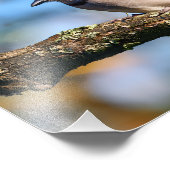 Blue Jay bird フォトプリント (角)