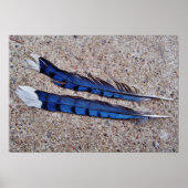 Blue Jay bird feathers ポスター (正面)