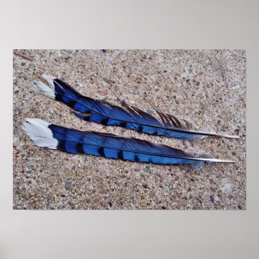 Blue Jay bird feathers ポスター (正面)