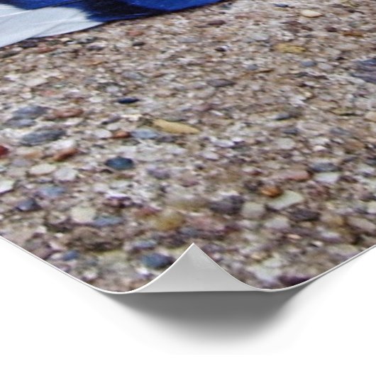 Blue Jay bird feathers ポスター (角)