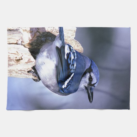 Blue Jay Bird lovers キッチンタオル (横)