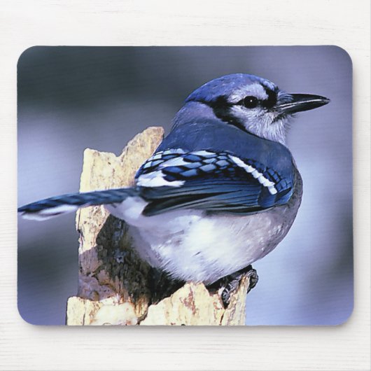 Blue Jay Bird lovers マウスパッド (正面)
