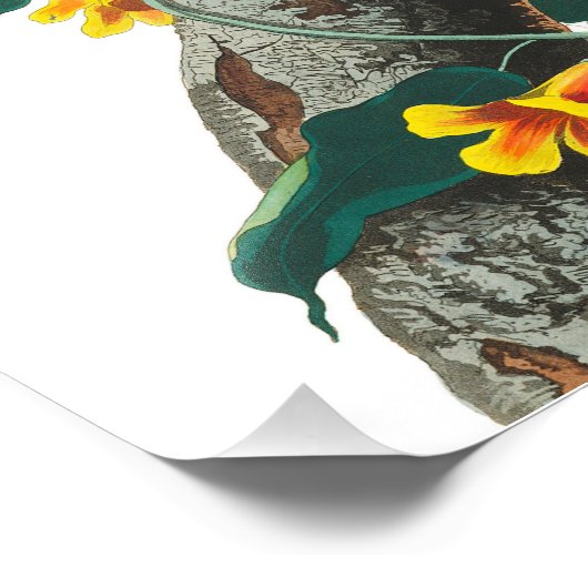 Blue Jay by John James Audubon フォトプリント (角)