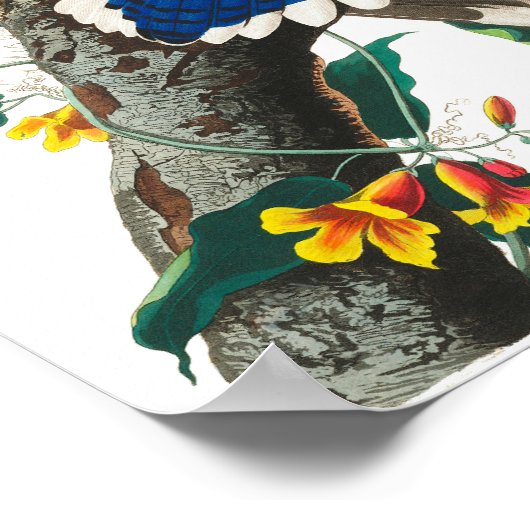 Blue Jay by John James Audubon ポスター (角)