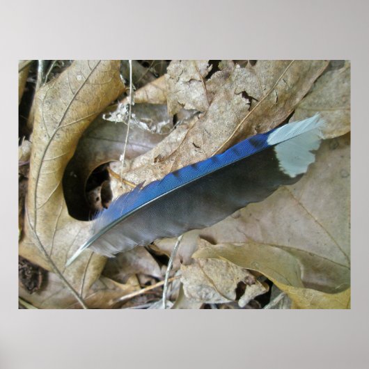 Blue Jay Feather Coordinating Itemsポスター ポスター (正面)