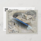 Blue Jay Feather Coordiningアイテム ポストカード (正面/裏面)