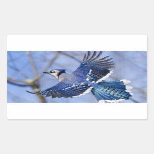 Blue Jay in Flightステッカー 長方形シール
