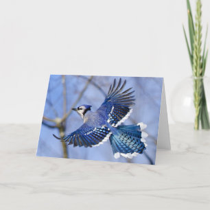 Blue Jay in Flight Greeting Card カード