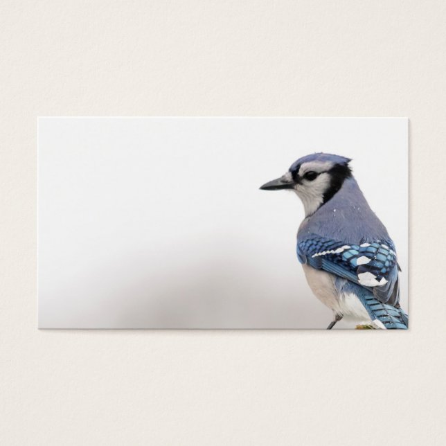 Blue Jay in Winter (正面)