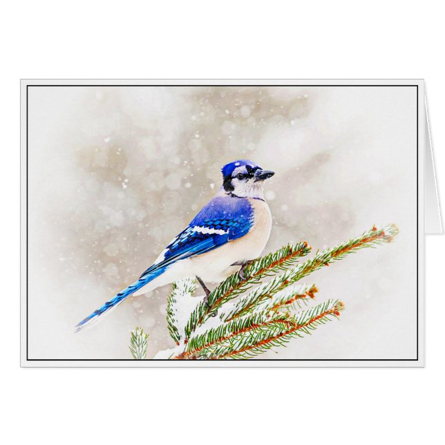 Blue Jay in Winter (正面横)
