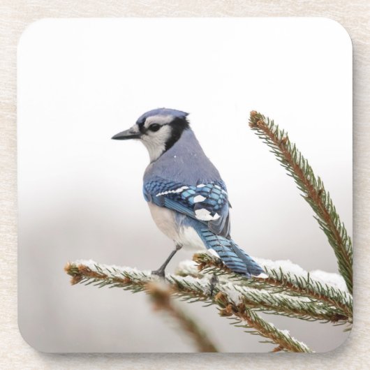 Blue Jay in Winter コースター (正面)