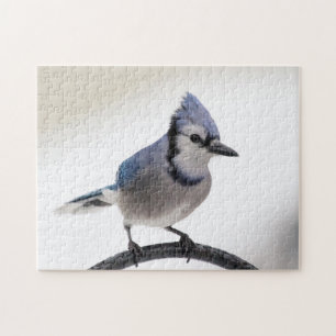 Blue Jay in Winter ジグソーパズル