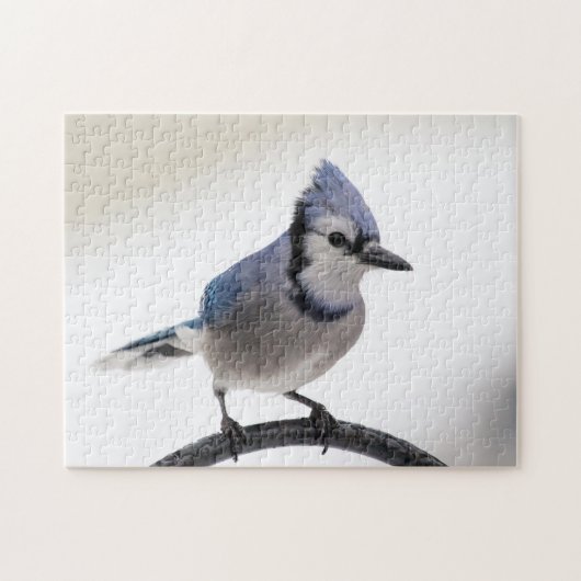 Blue Jay in Winter ジグソーパズル (横)