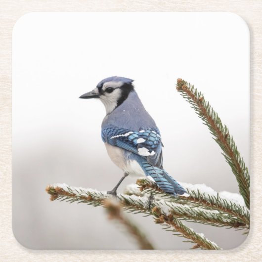 Blue Jay in Winter スクエアペーパーコースター (正面)