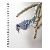 Blue Jay in Winter ノートブック (正面)