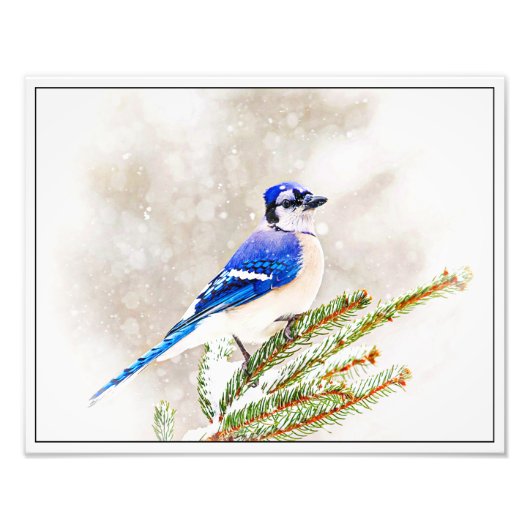 Blue Jay in Winter フォトプリント (正面)