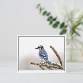 Blue Jay in Winter ポストカード (スタンド正面)