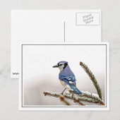 Blue Jay in Winter ポストカード (正面/裏面)