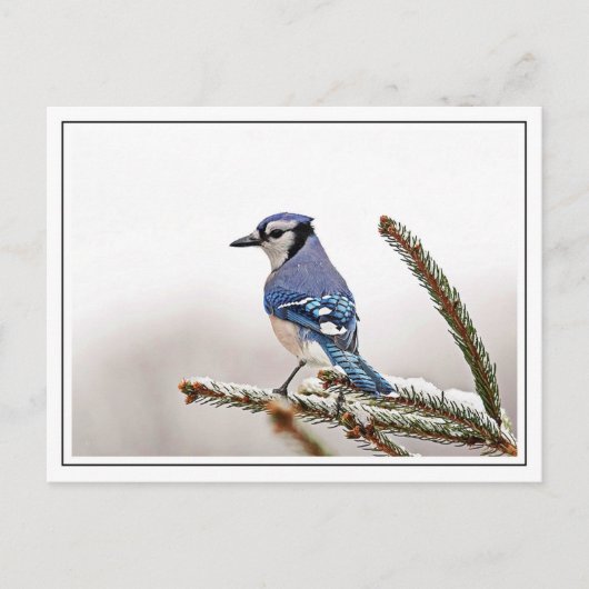 Blue Jay in Winter ポストカード (正面)