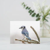 Blue Jay in Winter ポストカード (スタンド正面)