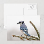 Blue Jay in Winter ポストカード (正面/裏面)