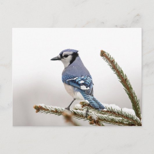 Blue Jay in Winter ポストカード (正面)