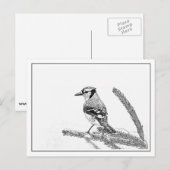 Blue Jay in Winter ポストカード (正面/裏面)