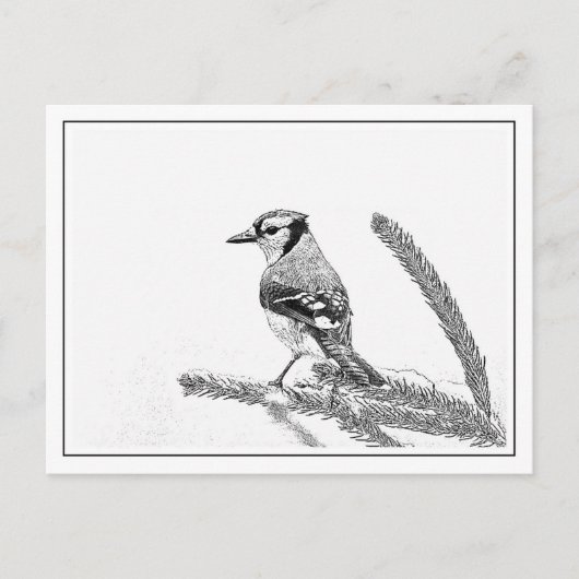 Blue Jay in Winter ポストカード (正面)