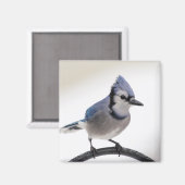 Blue Jay in Winter マグネット (正面/裏面)