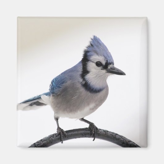 Blue Jay in Winter マグネット (正面)
