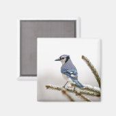 Blue Jay in Winter マグネット (正面/裏面)
