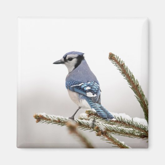 Blue Jay in Winter マグネット (正面)