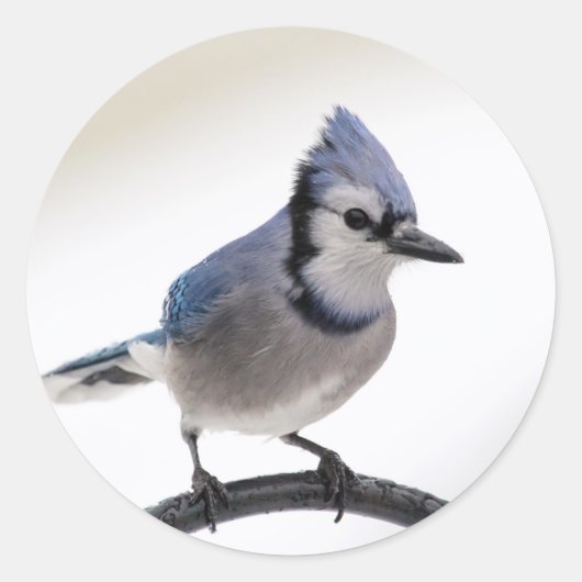 Blue Jay in Winter ラウンドシール (正面)