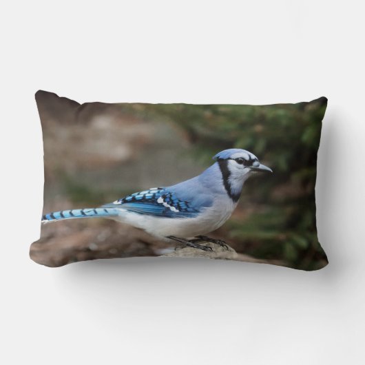 Blue Jay in Winter ランバークッション (正面)