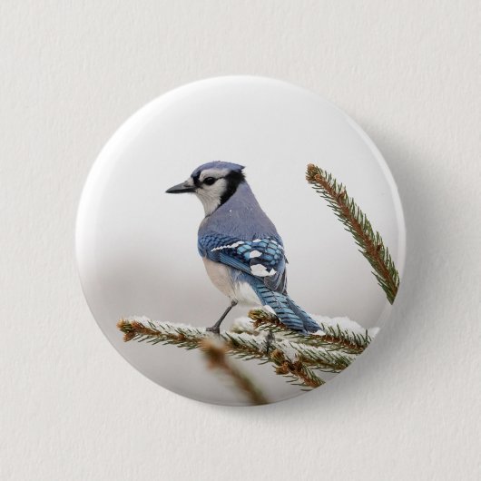 Blue Jay in Winter 缶バッジ (正面)