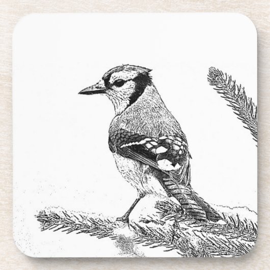 Blue Jay in Winter Sketch コースター (正面)
