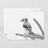 Blue Jay in Winter Sketch ポストカード (正面/裏面)