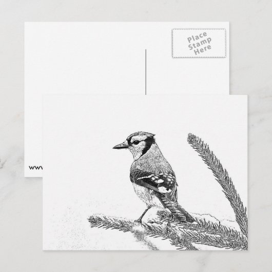 Blue Jay in Winter Sketch ポストカード (正面/裏面)