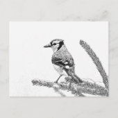 Blue Jay in Winter Sketch ポストカード (正面)